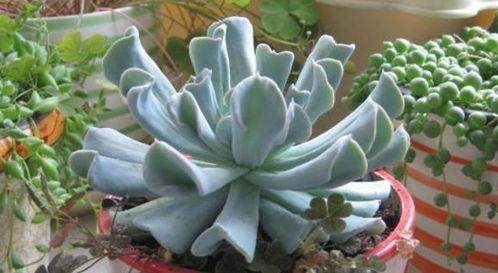 多肉饱饱爆料覃海洋视频,视频背后的故事与真相  第3张